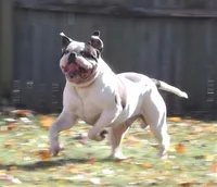 Female 1, a female American Bulldog for sale in Chester, IL – 3 of 9