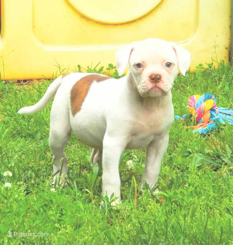 Female 1 – American Bulldog puppy for sale in Chester, IL