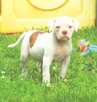 Female 1, a female American Bulldog for sale in Chester, IL – 3 of 5