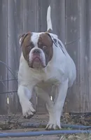 Male 2, a male American Bulldog for sale in Chester, IL – 4 of 5