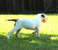 F5, a female American Bulldog for sale in Chester, IL – 2 of 6