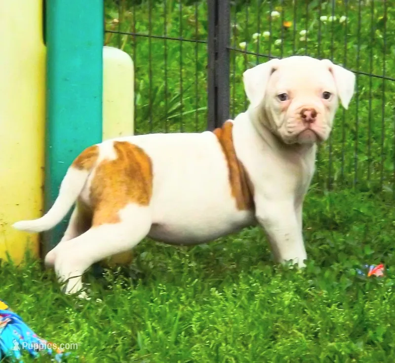 Female 2 – American Bulldog puppy for sale in Chester, IL