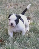 Male 3, a male American Bulldog for sale in Chester, IL – 4 of 8