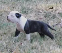 Female 2, a female American Bulldog for sale in Chester, IL – 7 of 9