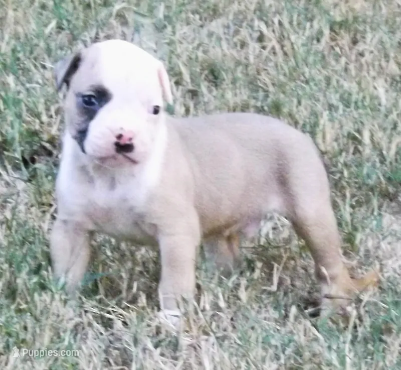 Male 2 – American Bulldog puppy for sale in Chester, IL