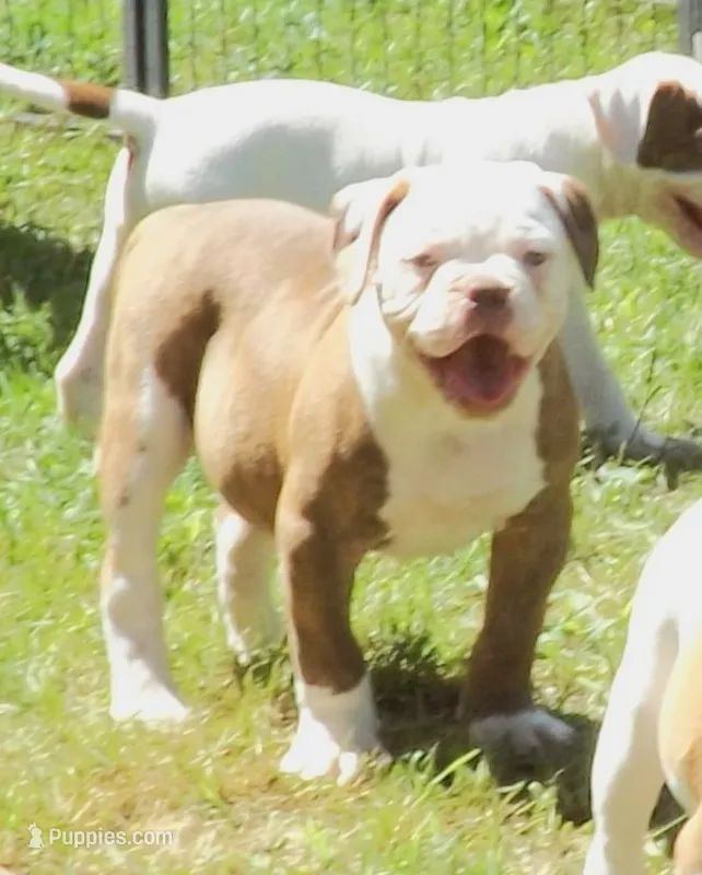 Male 1 – American Bulldog puppy for sale in Chester, IL