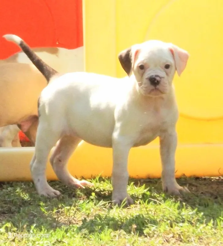 F5 – American Bulldog puppy for sale in Chester, IL