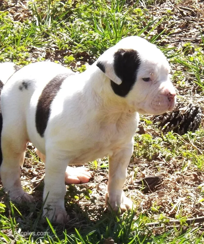 F5 – American Bulldog puppy for sale in Chester, IL