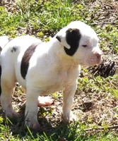 F5, a female American Bulldog for sale in Chester, IL – Photo 1 of 6