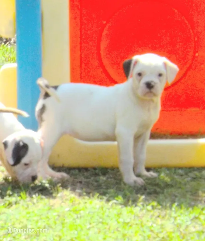 F5 – American Bulldog puppy for sale in Chester, IL