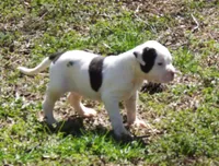 F5, a female American Bulldog for sale in Chester, IL – Photo 4 of 6