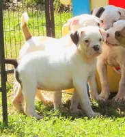 F5, a female American Bulldog for sale in Chester, IL – 4 of 6