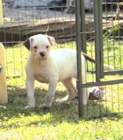 F5, a female American Bulldog for sale in Chester, IL – 3 of 6