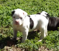 F5, a female American Bulldog for sale in Chester, IL – Photo 2 of 6
