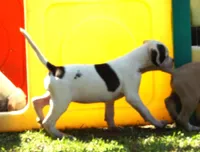 F4, a female American Bulldog for sale in Chester, IL – Photo 2 of 7