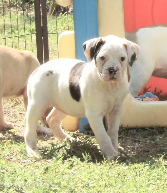 F4 – American Bulldog puppy for sale in Chester, IL