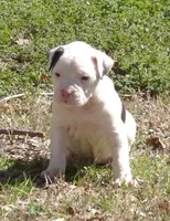 F4, a female American Bulldog for sale in Chester, IL – Photo 3 of 7