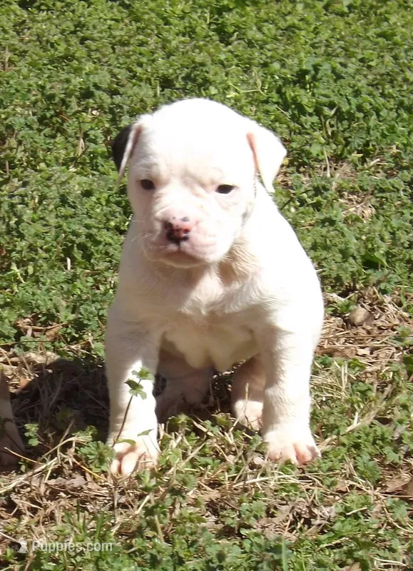 F4 – American Bulldog puppy for sale in Chester, IL