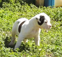 F4, a female American Bulldog for sale in Chester, IL – Photo 5 of 7