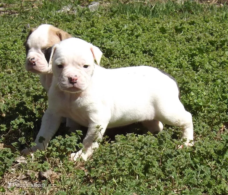 F4 – American Bulldog puppy for sale in Chester, IL