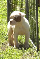 Male 2, a male American Bulldog for sale in Chester, IL – Photo 3 of 6