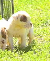 Male 2, a male American Bulldog for sale in Chester, IL – Photo 4 of 6