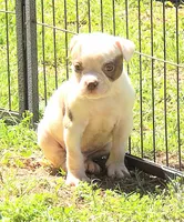 Male 2, a male American Bulldog for sale in Chester, IL – Photo 2 of 6