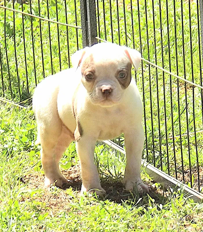 Male 2, a male American Bulldog for sale in Chester, IL – Photo 1 of 6