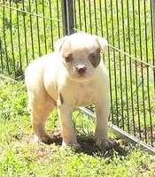 Male 2, a male American Bulldog for sale in Chester, IL – Photo 1 of 6