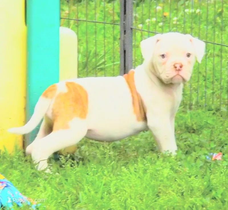 Female 2 – American Bulldog puppy for sale in Chester, IL