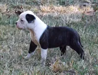 Female 2, a female American Bulldog for sale in Chester, IL – 2 of 9
