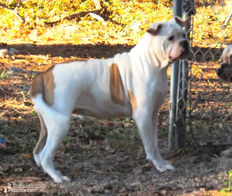 F3 – American Bulldog puppy for sale in Chester, IL