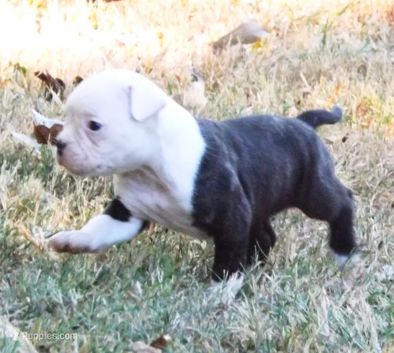 Female 1 – American Bulldog puppy for sale in Chester, IL