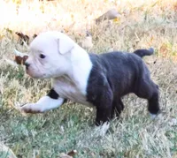 Female 1, a female American Bulldog for sale in Chester, IL – 1 of 9