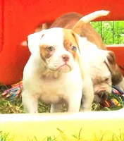 Male 2, a male American Bulldog for sale in Chester, IL – 1 of 5