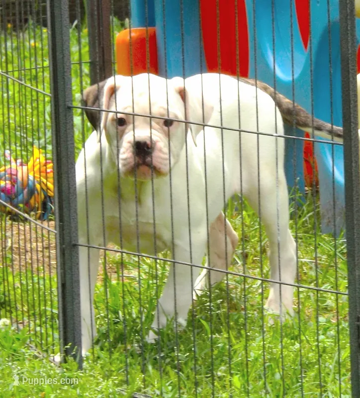 F5 – American Bulldog puppy for sale in Chester, IL