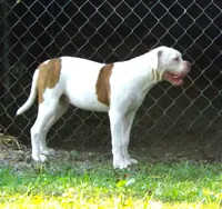 Female 2, a female American Bulldog for sale in Chester, IL – 3 of 8