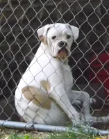 F3, a female American Bulldog for sale in Chester, IL – 8 of 8