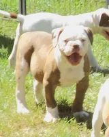 Male 1, a male American Bulldog for sale in Chester, IL – 3 of 5