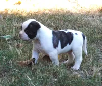 Male 1, a male American Bulldog for sale in Chester, IL – 7 of 10