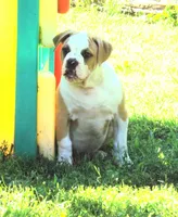 M3, a male American Bulldog for sale in Chester, IL – 1 of 9