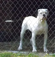 F5, a female American Bulldog for sale in Chester, IL – 5 of 7