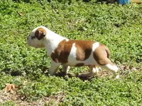M1, a male American Bulldog for sale in Chester, IL – Photo 2 of 6