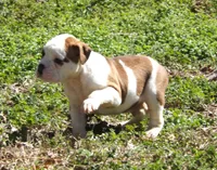 M1, a male American Bulldog for sale in Chester, IL – Photo 4 of 6