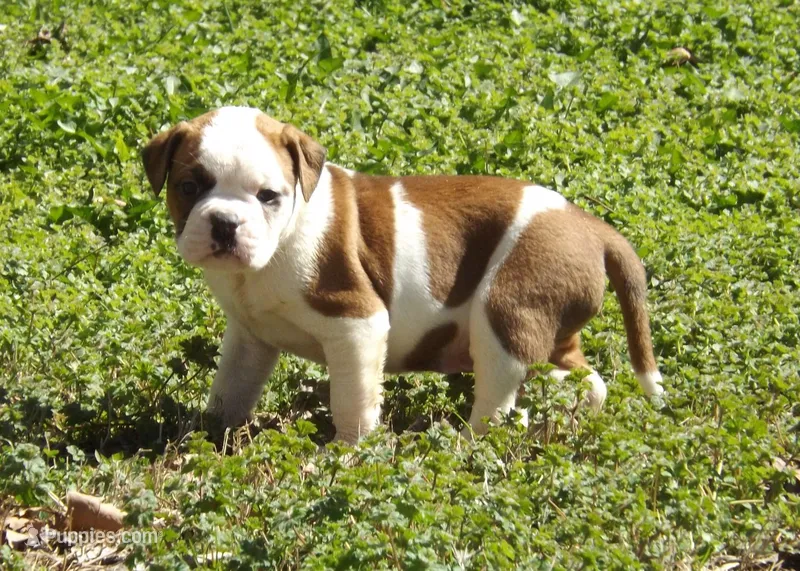 M1 – American Bulldog puppy for sale in Chester, IL