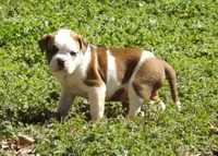 M1, a male American Bulldog for sale in Chester, IL – Photo 1 of 6