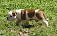 M1, a male American Bulldog for sale in Chester, IL – Photo 3 of 6