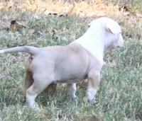 Female 3, a female American Bulldog for sale in Chester, IL – 4 of 6