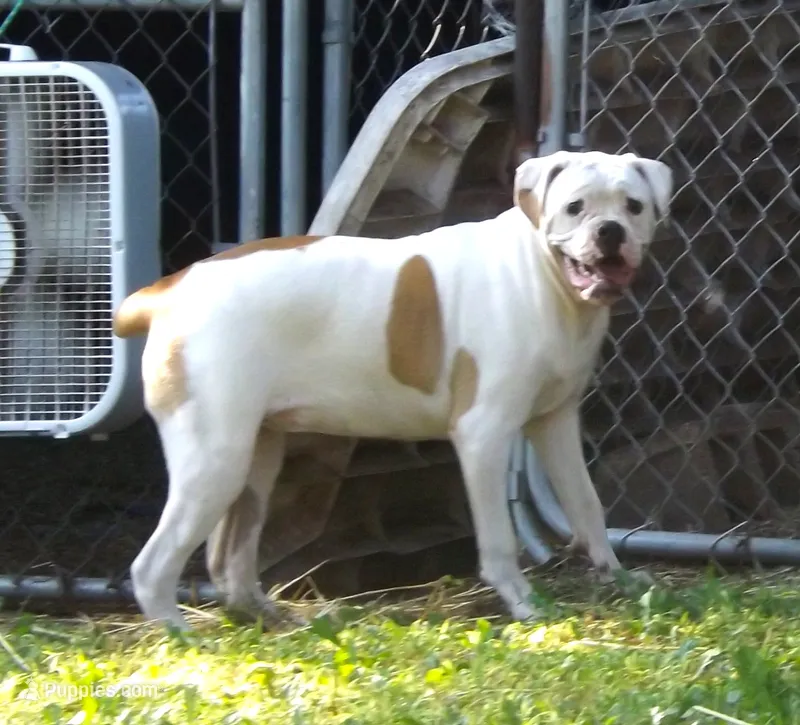 F3 – American Bulldog puppy for sale in Chester, IL