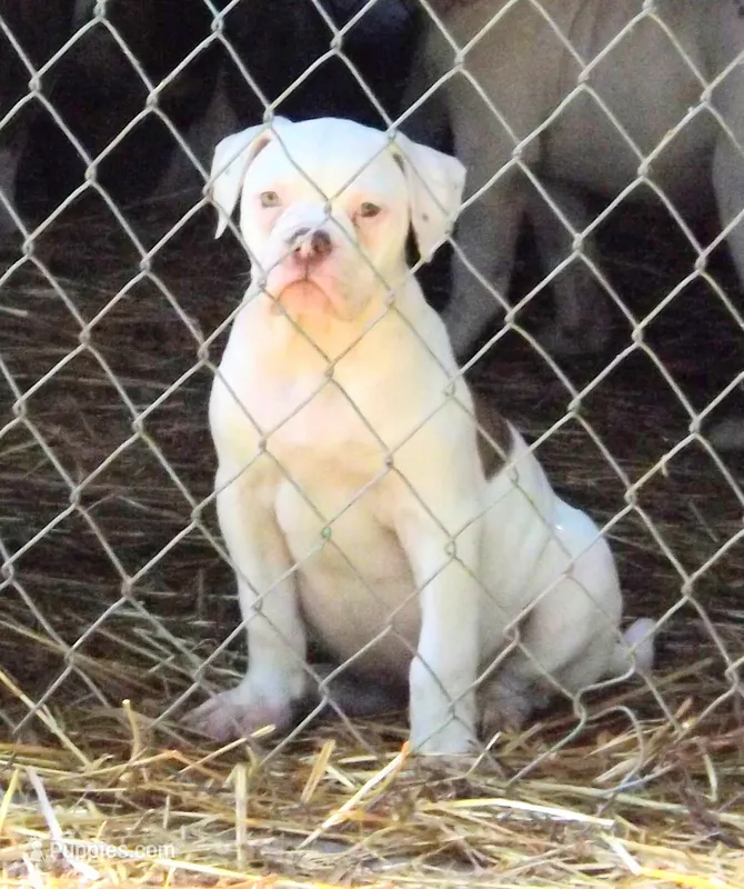 Female 2 – American Bulldog puppy for sale in Chester, IL